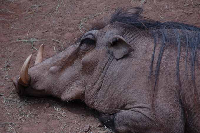 warthog